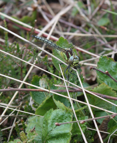 Dragonfly - Wildlife on the Isle of Axholme