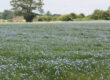 Nature - flax field in bloom
