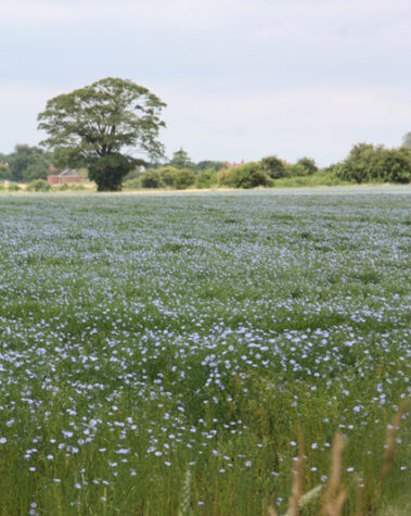 Nature - flax field in bloom