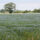 Nature - flax field in bloom