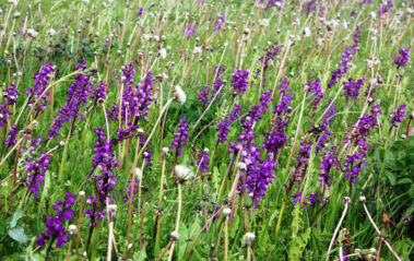 Orchids - Nature on the Isle of Axholme
