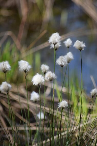 Cotton Grass - nature on the Isle of Axholme