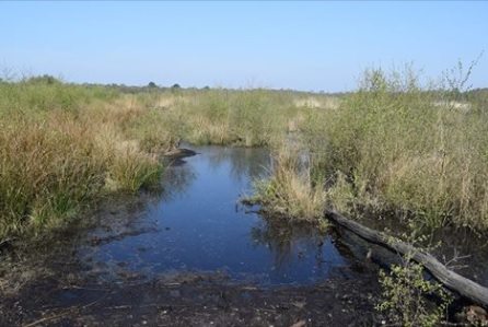 Pond for local nature at Crowle Moors