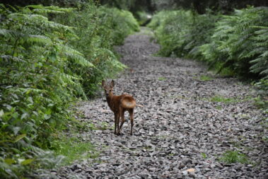 Roe Deer