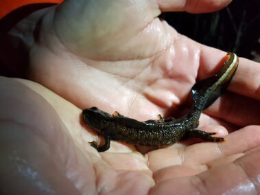 Great Crested Newt