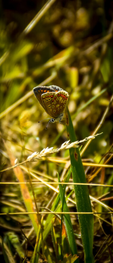 Common Blue Butterfly