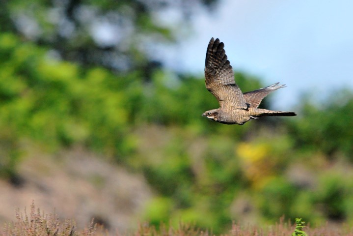Nightjar,-Royden-Common,-Martin-Sutton,-4-July-2014-(Small)