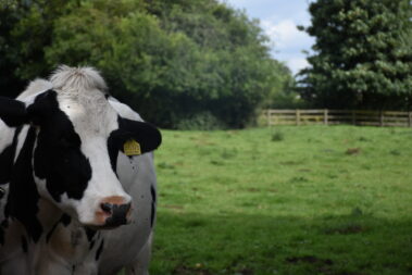 Cow - Wildlife on the Isle of Axholme