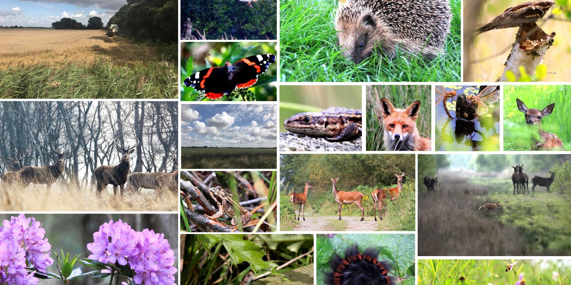 Photos taken by residents in the Isle of Axholme