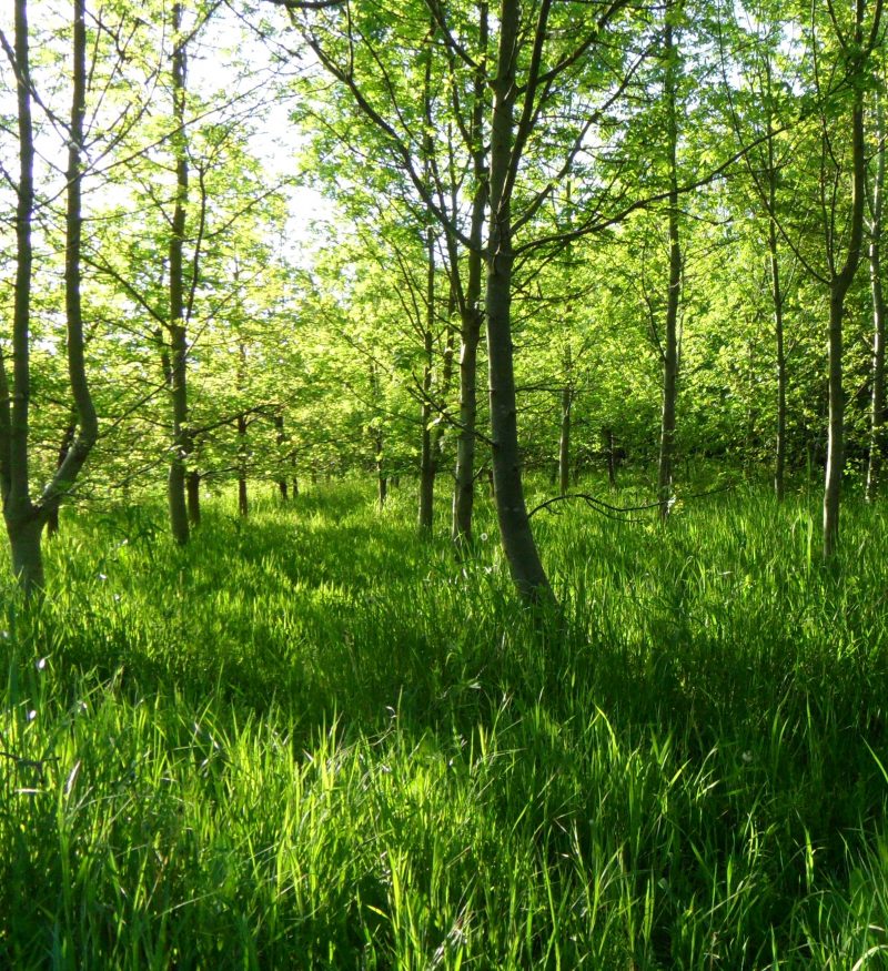Thorne Community Wood Woodland area by the canal side in Thorne