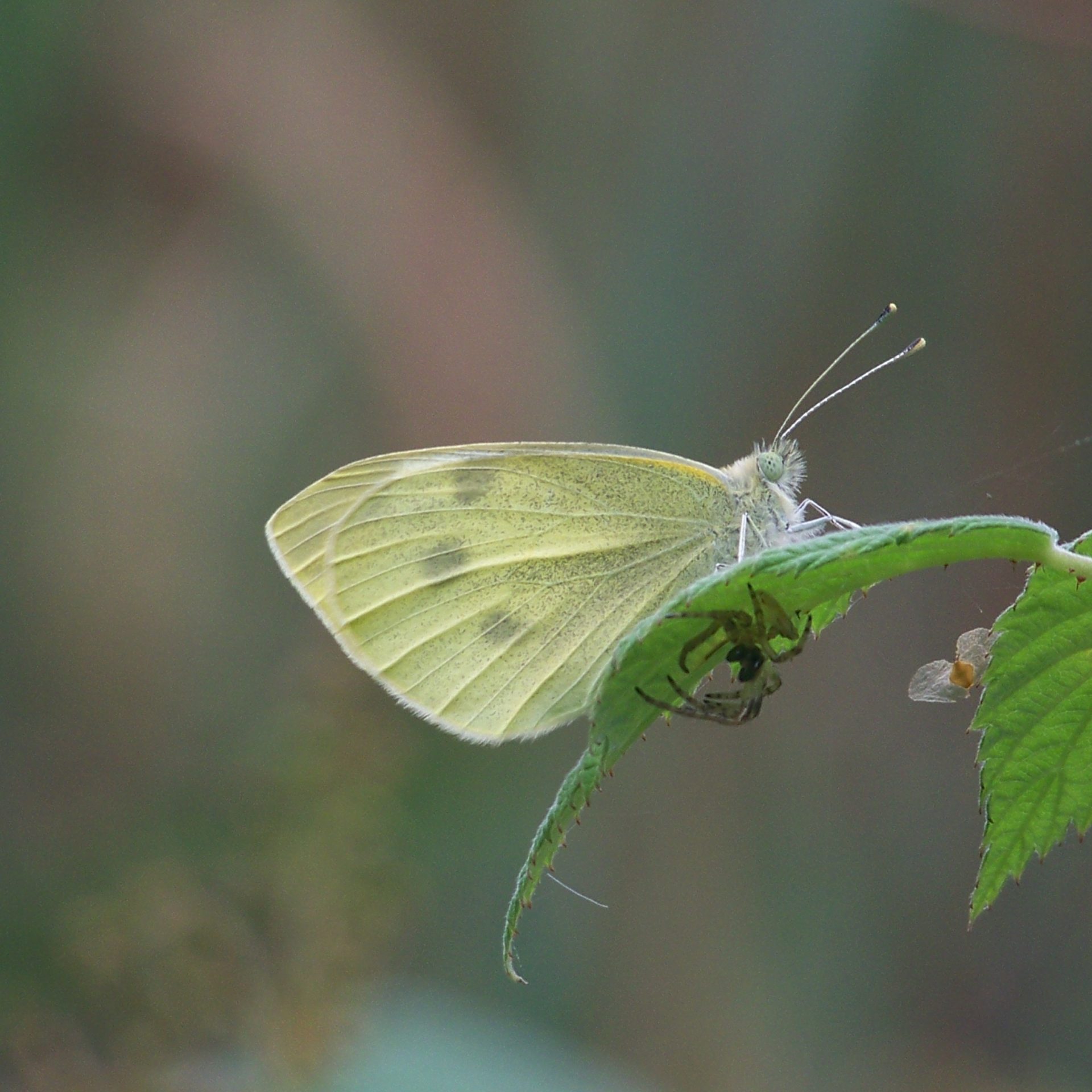 A butterfly and spider on a leaf