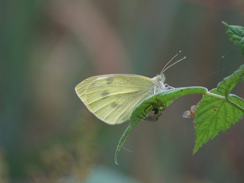 A butterfly and spider on a leaf