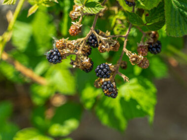 Brambles - blackberries