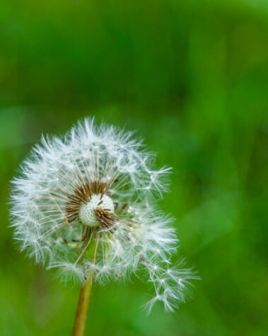 Dandelion blowing in the wind