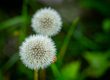 Dandelions