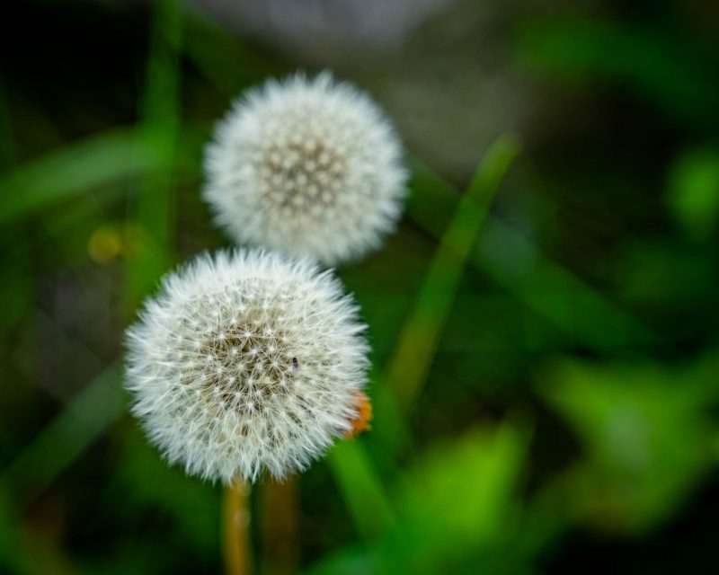 Dandelions