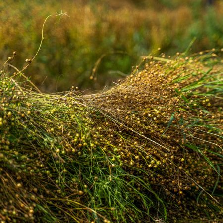 A crop of flax