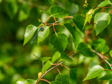 A common bue damselfly