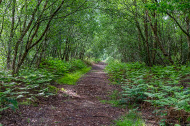 Nature on the Isle - Forest path