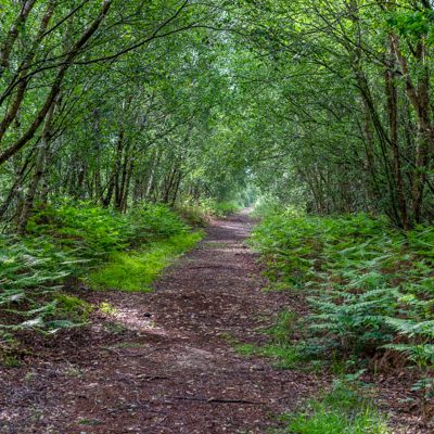 Nature on the Isle - Forest path