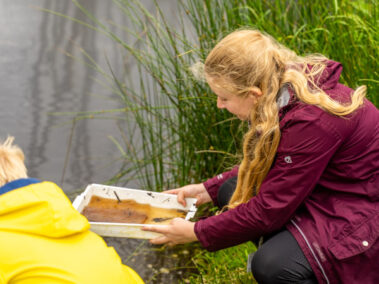Pond dipping with school children - checking the tray for pond life