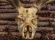 An animal skull face on - part of the Neolithic trackway project