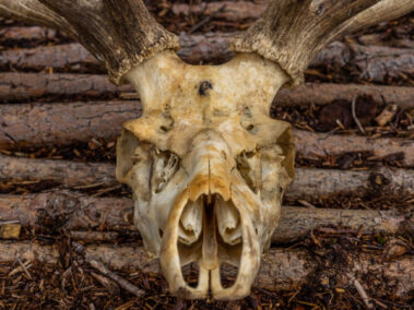 An animal skull face on - part of the Neolithic trackway project