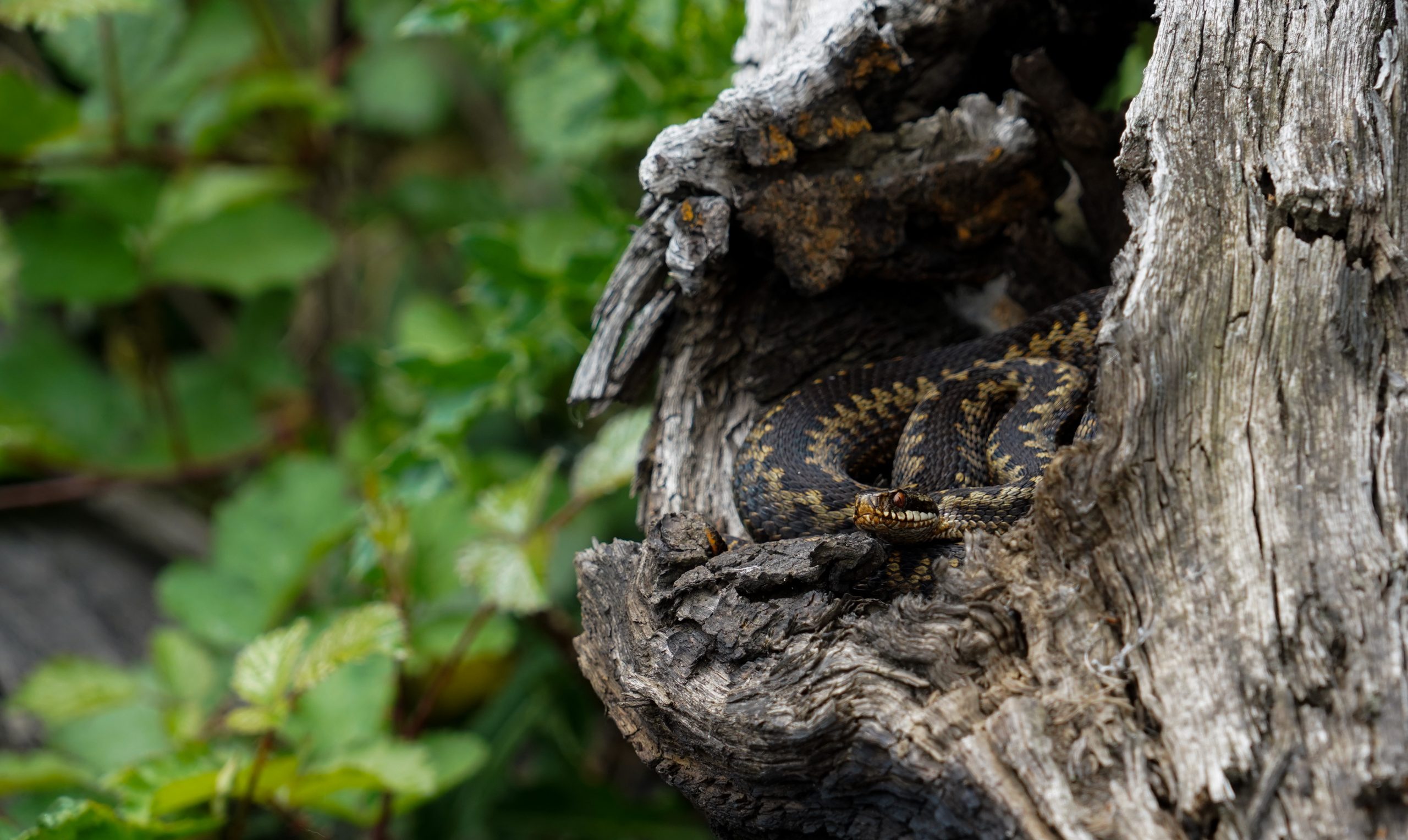 A resting adder (snake) within a hollow tree at Crowle Moors