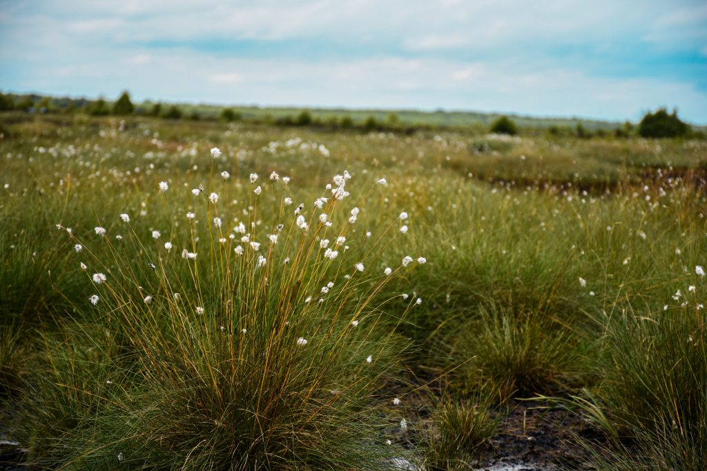 Cotton grass growing out on Hatfield Moors where peatland restoration is occurring