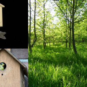 Bird & Bat Boxes
