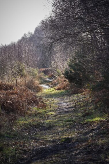 Pathway through Crowle Moors
