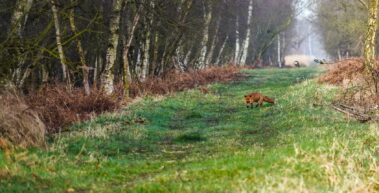 Fox on Crowle Moors - Wildlife on the Isle of Axholme