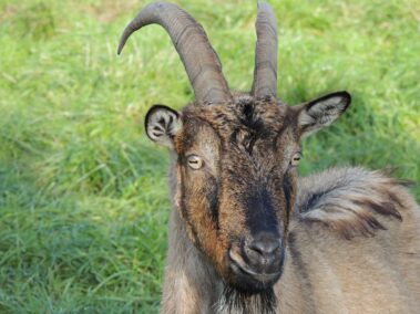 Goat - Wildlife on the Isle of Axholme