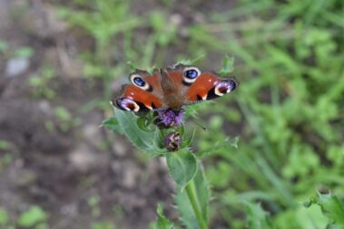 Peacock Butterfly - Wildlife on the Isle of Axholme