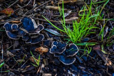 Fungi - Nature on the Isle of Axholme