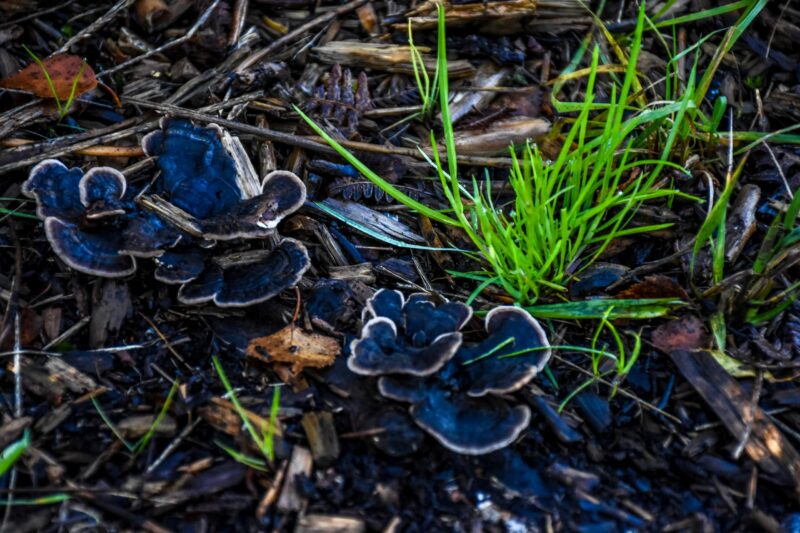 Fungi Fungi - Nature on the Isle of Axholme