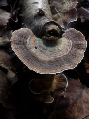 Fungi discovered in the Isle of Axholme during our Fungi Workshop
