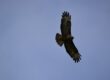 Wildlife - Buzzard
