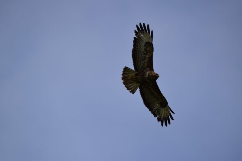 Buzzard Wildlife - Buzzard