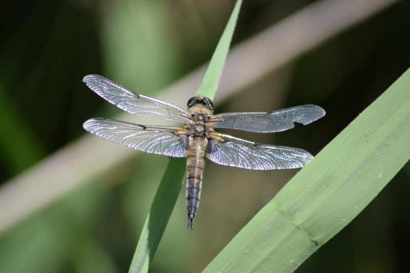 Four Spotted Chaser Wildlife - Four Spotted Chaser