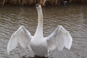 Wildlife - Mute Swan