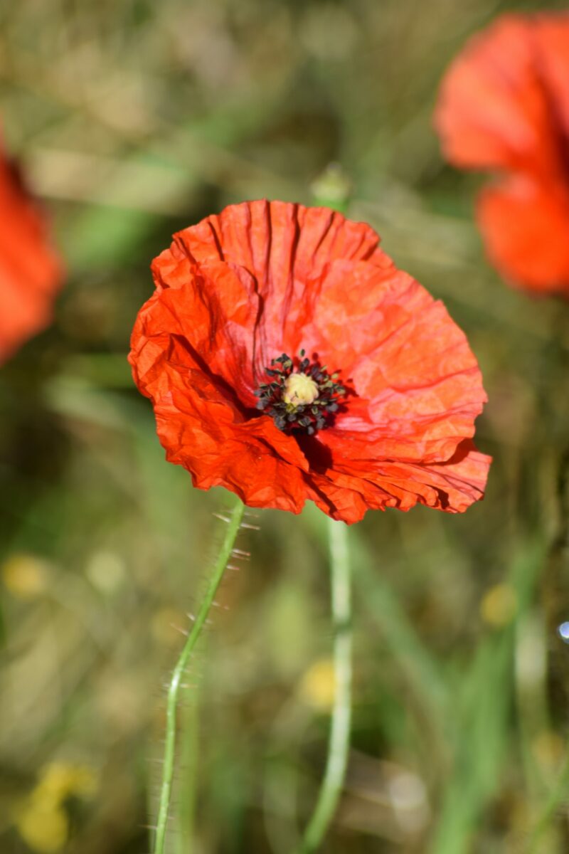Poppy Flora - Poppy
