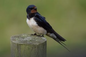 Wildlife - Swallow