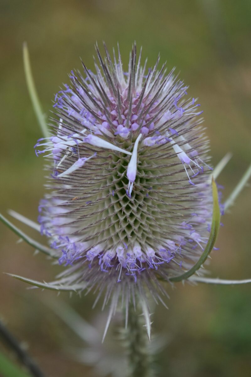 Flora - Teasel
