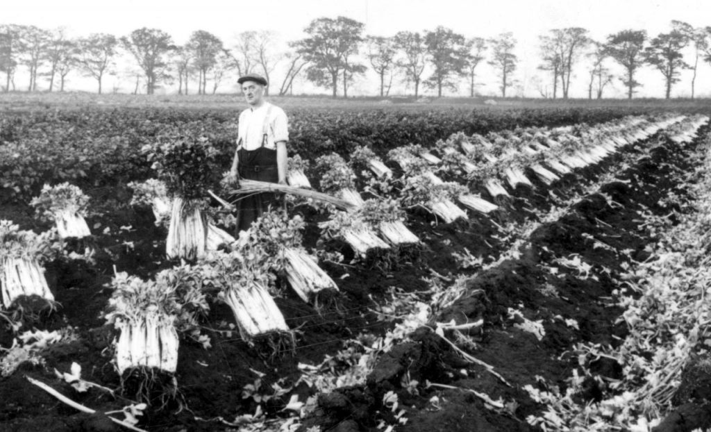 People growing celery in the Isle of Axholme