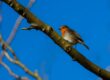 Robin in a tree