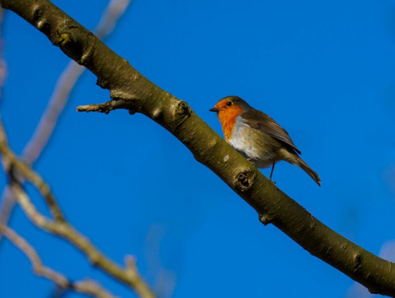 Robin Robin in a tree