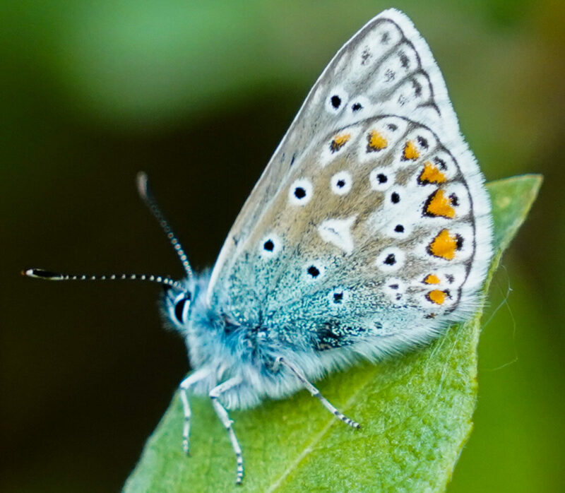 Butterfly – P Schofield Butterfly